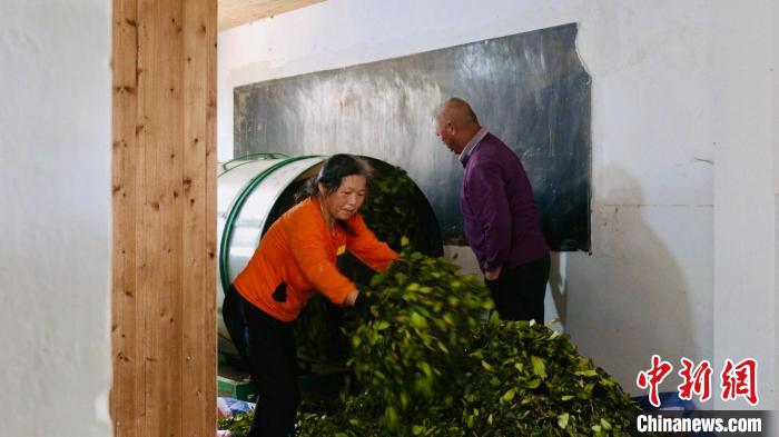 共享茶厂助武夷山散户茶农解难题