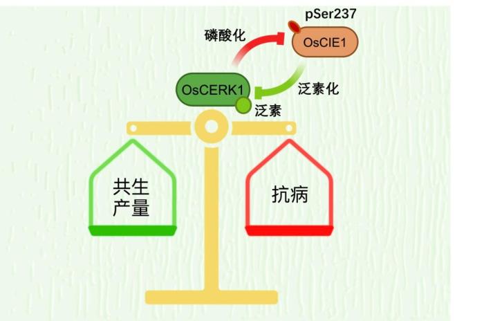 发现“紧箍圈”调控蛋白 科研人员揭示植物如何巧用免疫系统