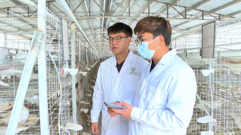 【乡路上，感受脉动中国】小肉鸽“飞”向大市场，乡村路网编织幸福图景